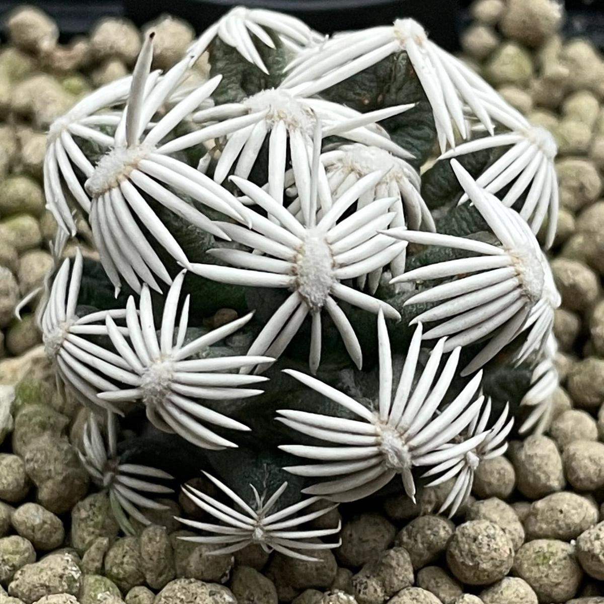 Escobaria abdita SEEDS