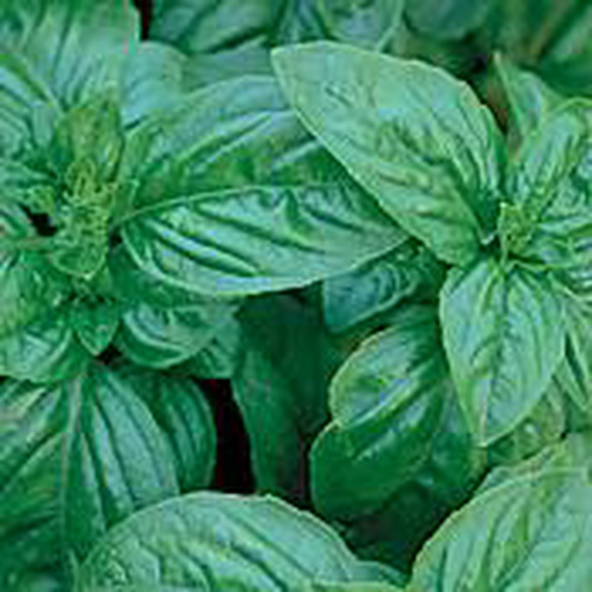 Genovese Sweet Basil Herb 50 Seeds