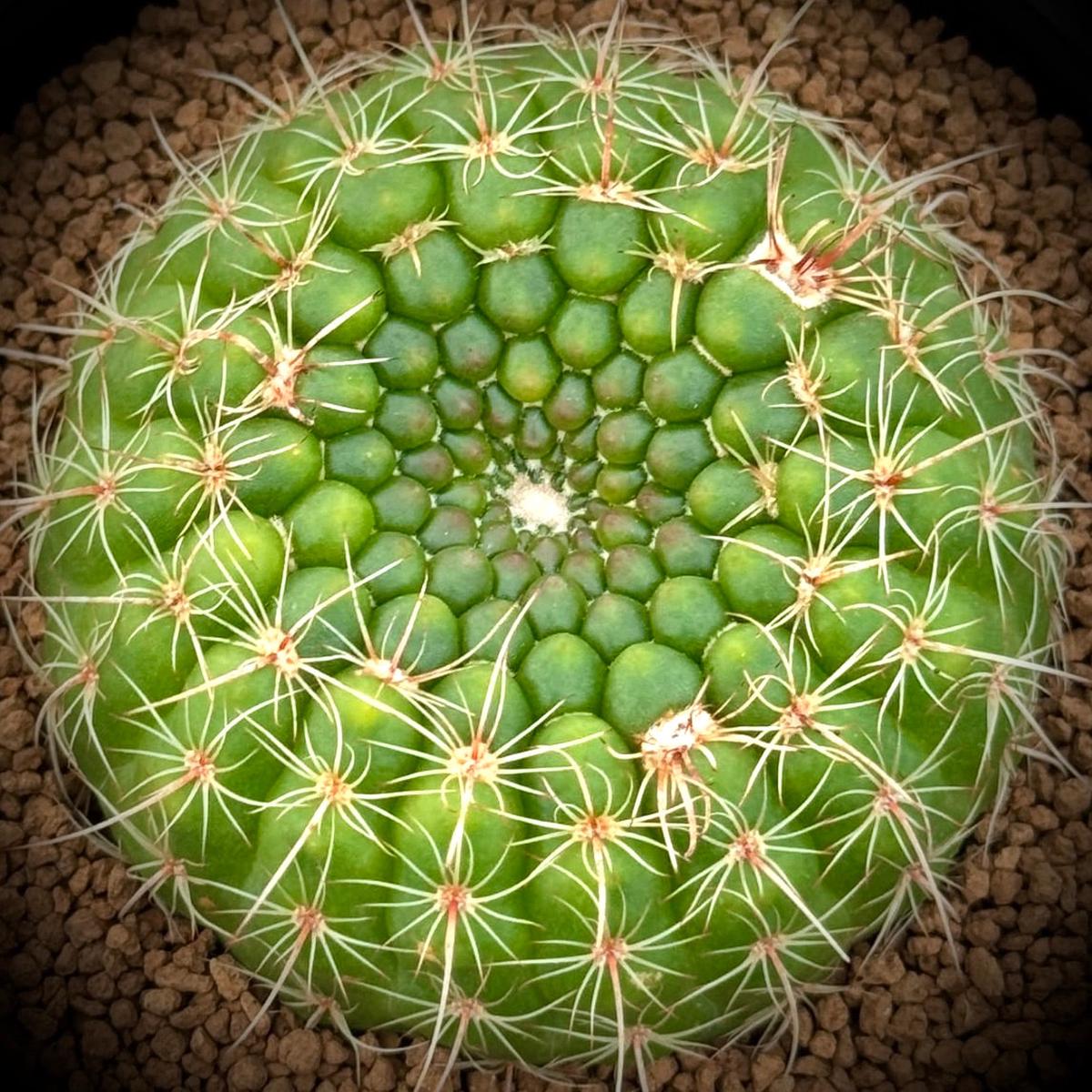 Notocactus concinnus SEEDS