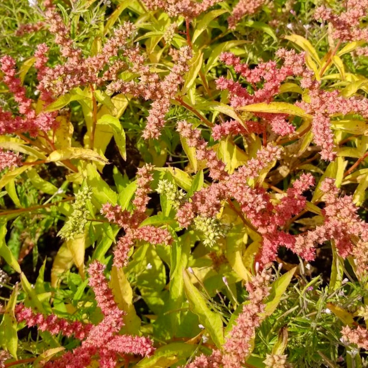 Penthorum sedoides SEEDS