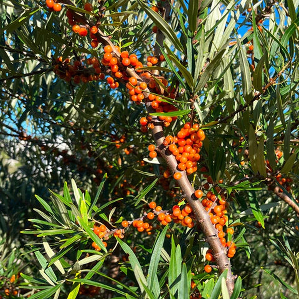 Sea Buckthorn (Hippophae rhamnoides) Seeds