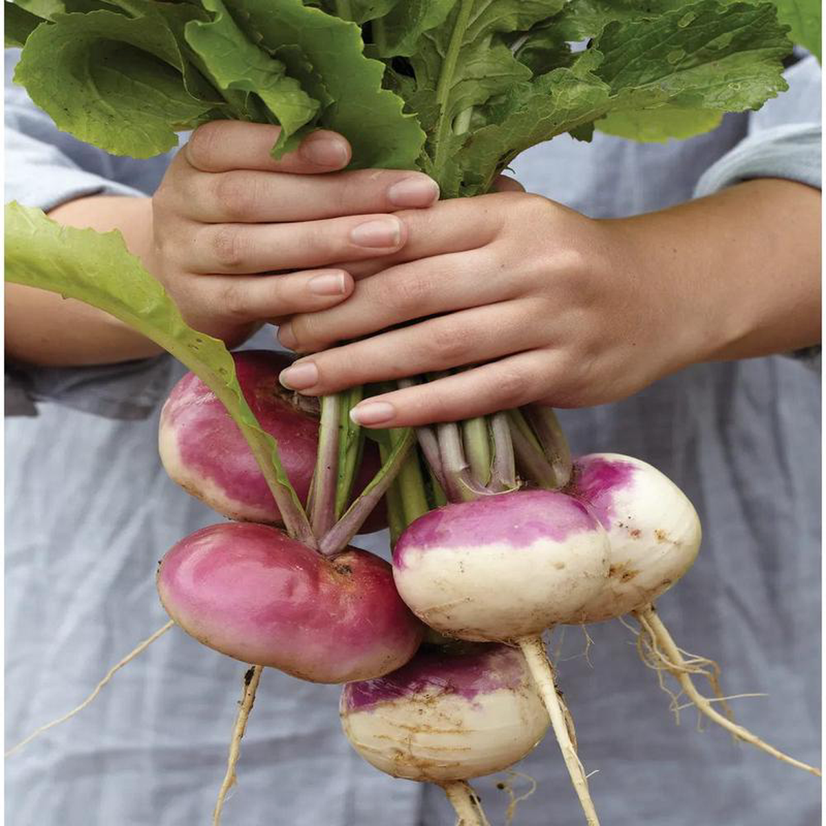 Turnip Purple Top White Globe 8211 Burpee Seeds