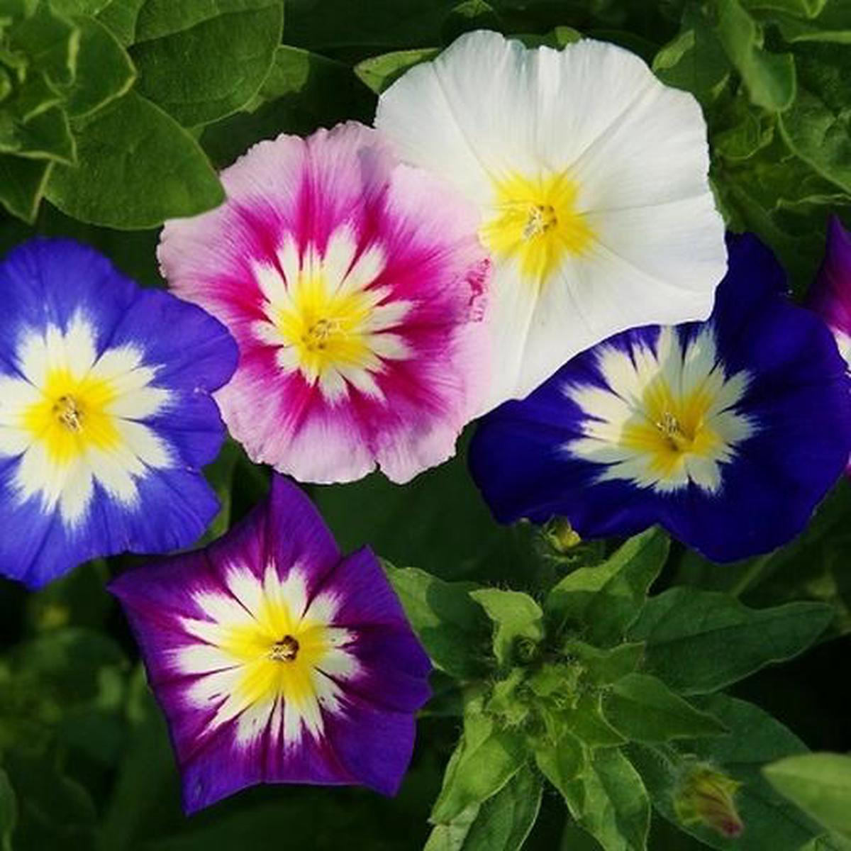 Dwarf Morning Glory Mix