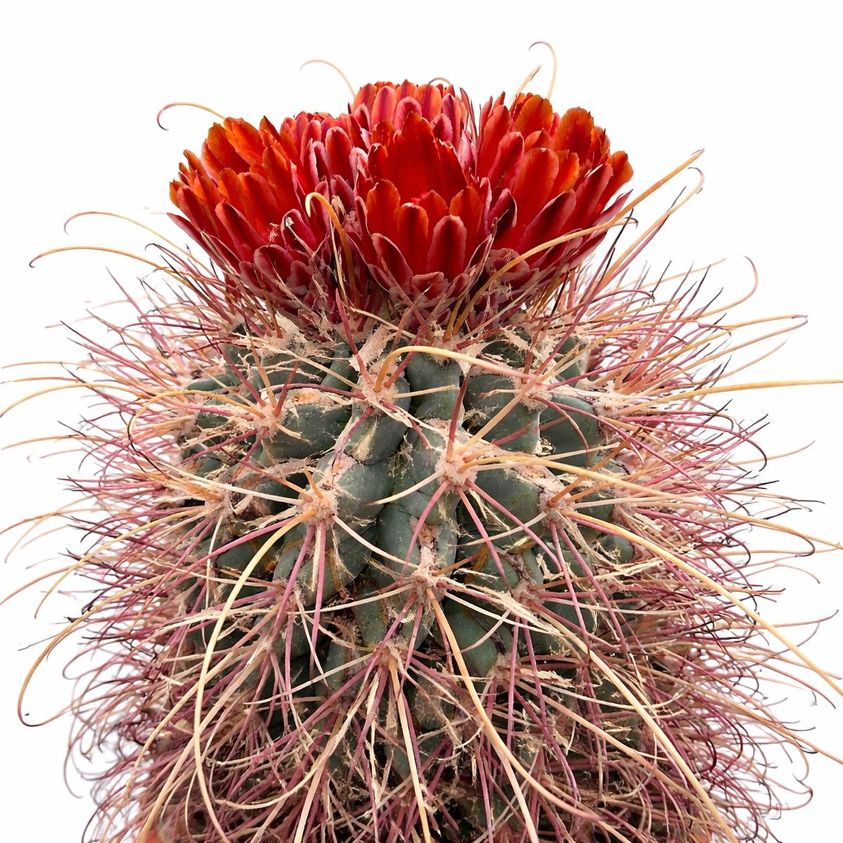 Glandulicactus uncinatus wrightii SEEDS