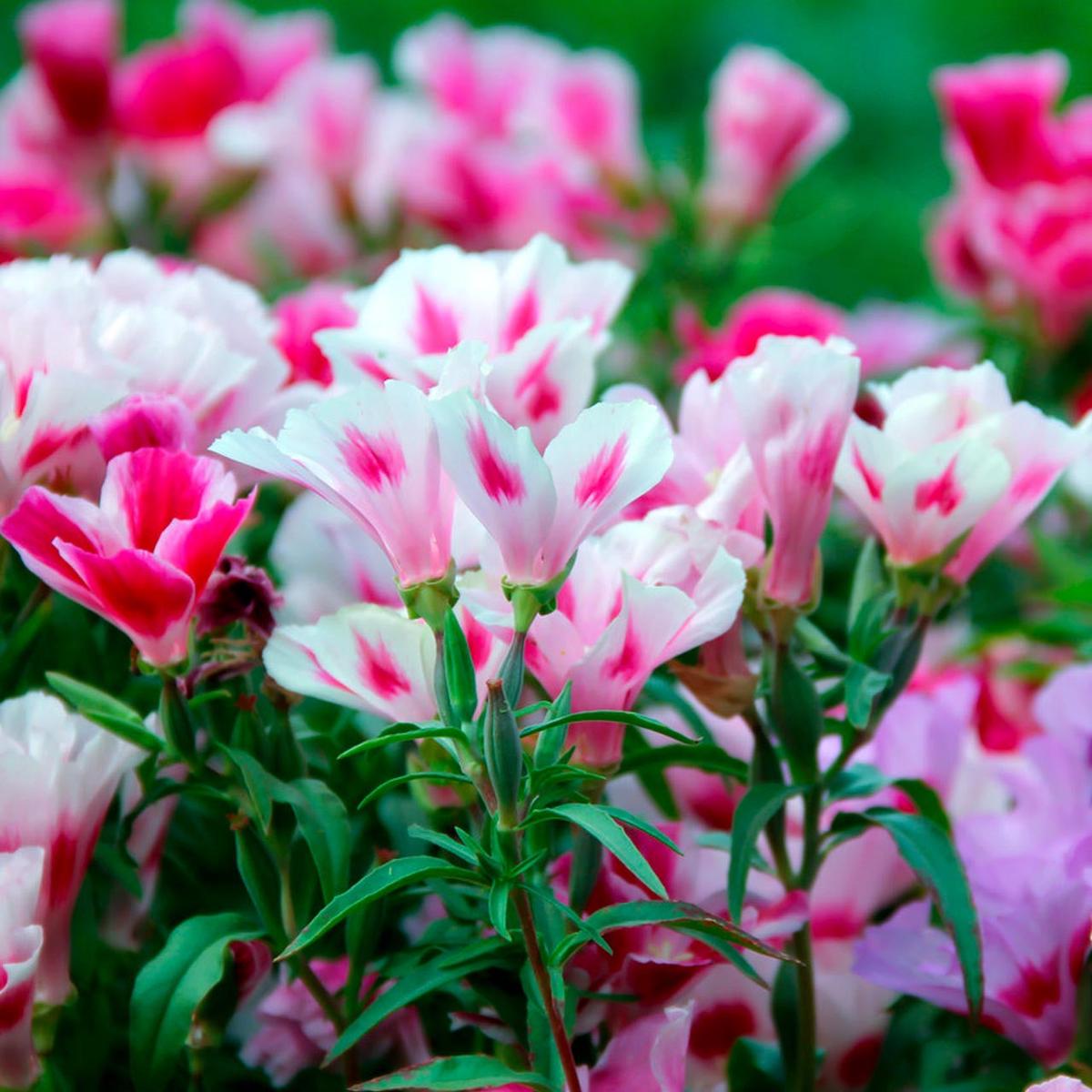 Godetia Dwarf Mix (Clarkia amoena)