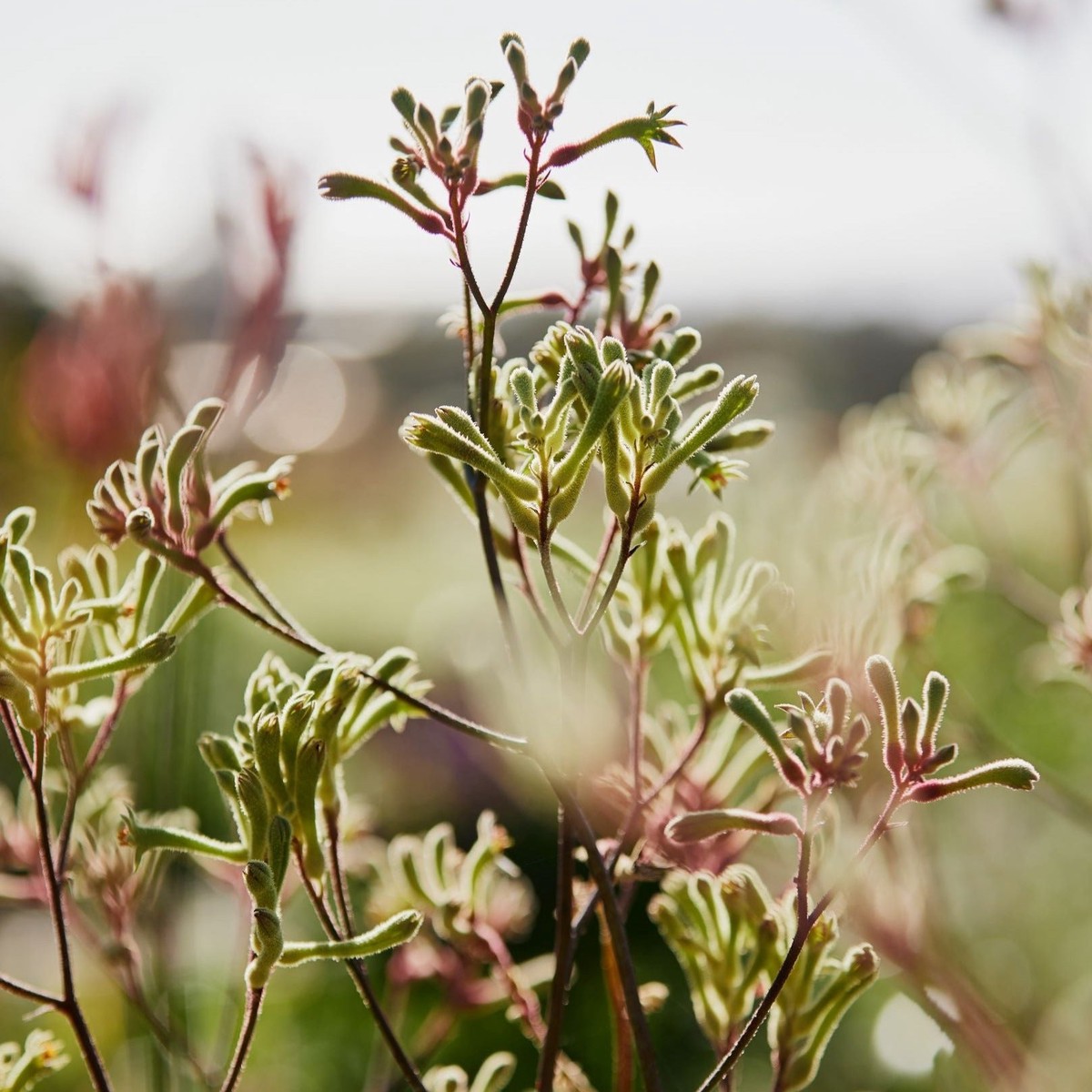 Kangaroo Paw Lime Green Australian Native | X 50 Seeds