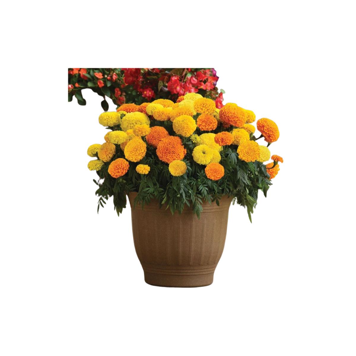 Marvel II Mixed Marigold Hybrid Seeds | OCS Seeds