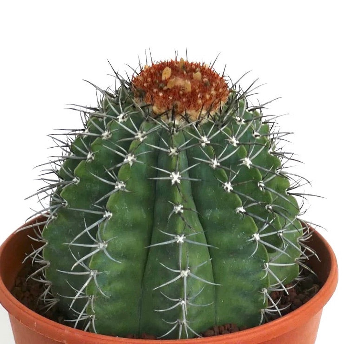Melocactus lensselinkianus HU381 SEEDS