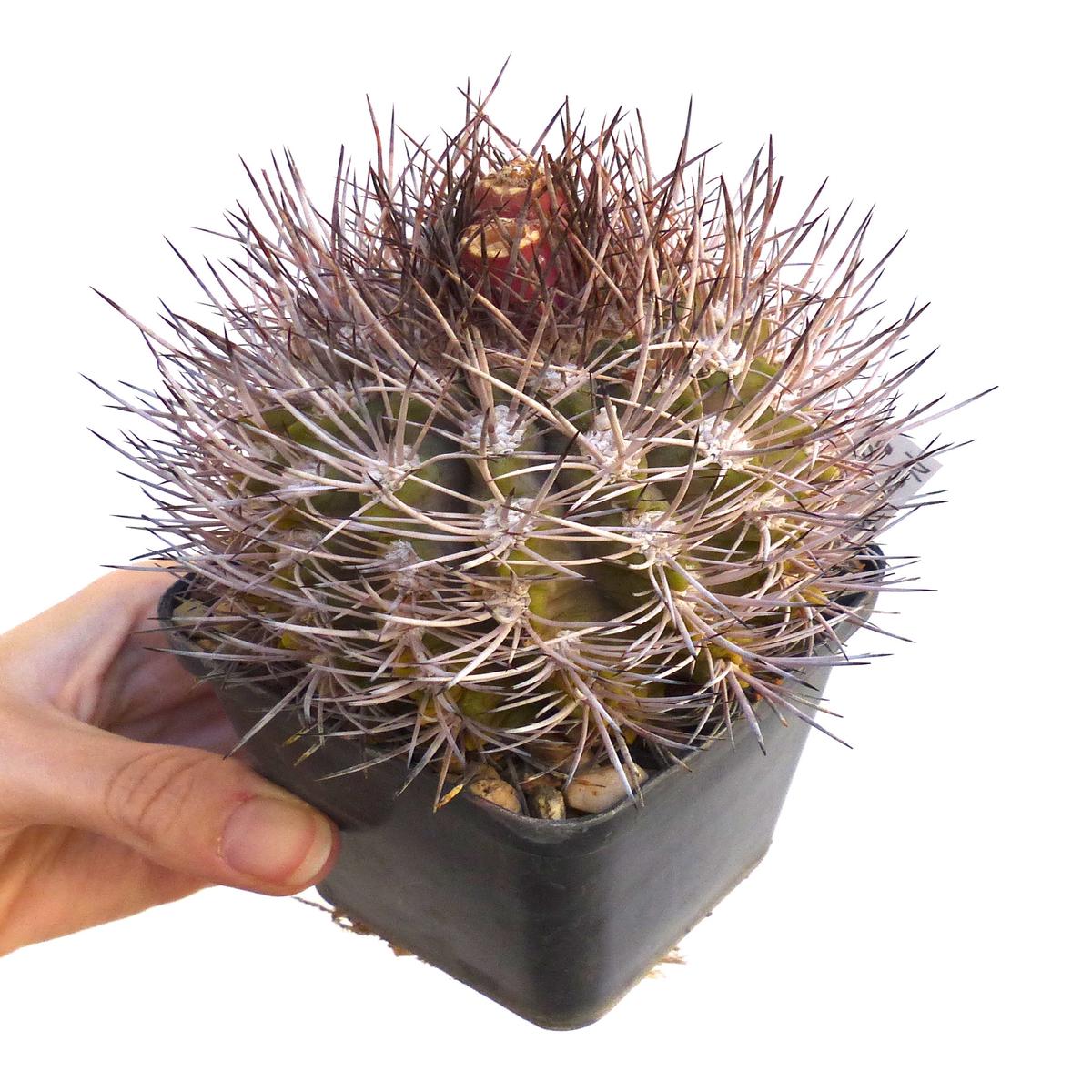 Neochilenia taltalensis SEEDS