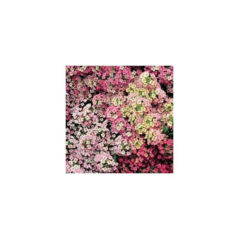 Pastel Carpet Sweet Alyssum Seeds