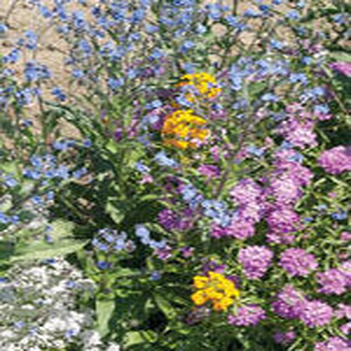 Wildflower Semi-Shade Mix - Ontario Seed Company