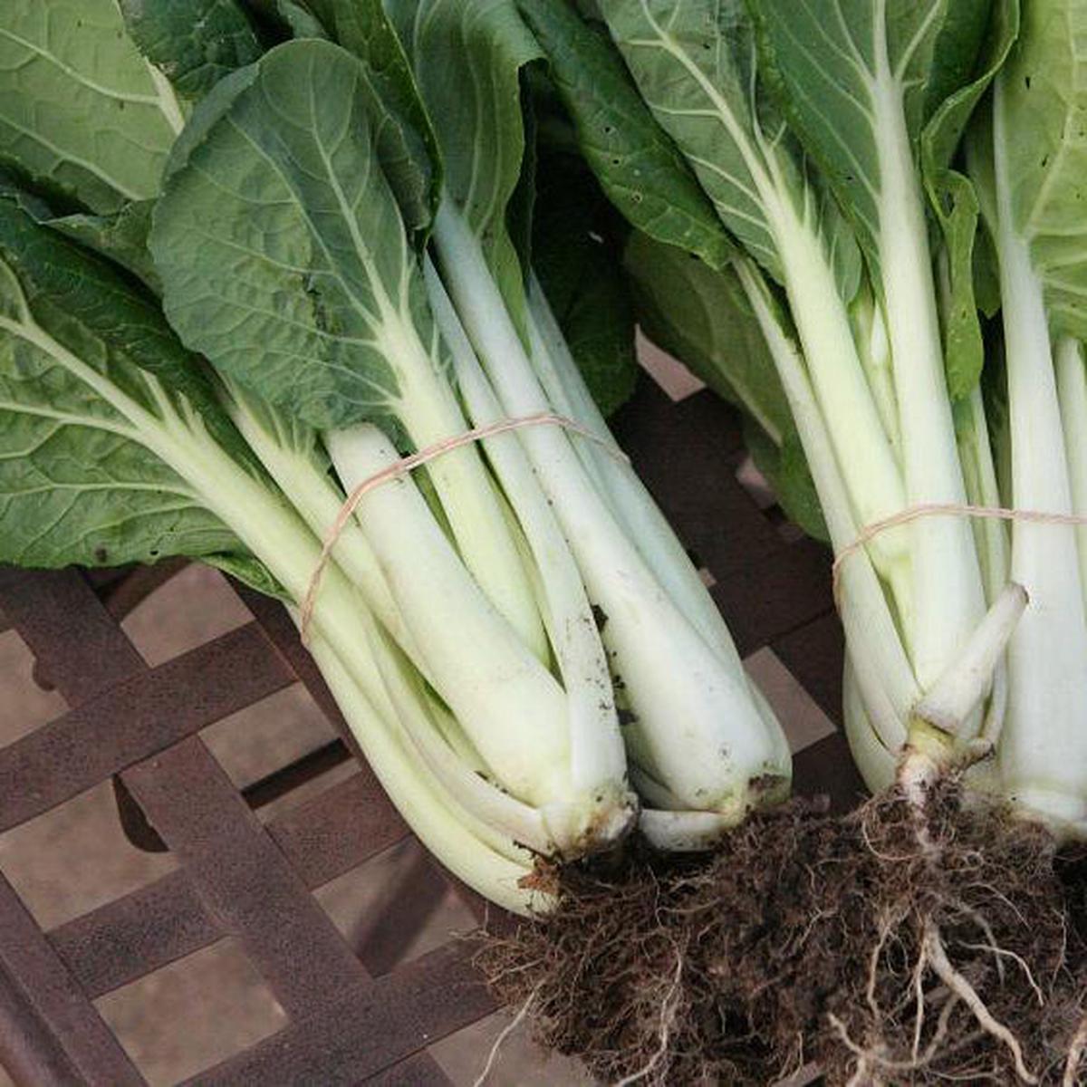 Chinese cabbage pak choi Prize - Organic