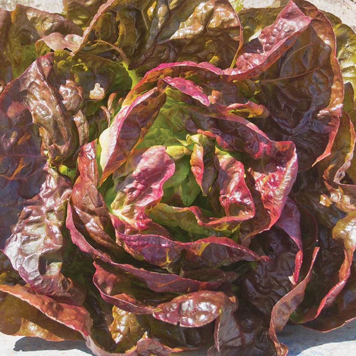 Lettuce - Alkindus (Pelleted) Certified Organic