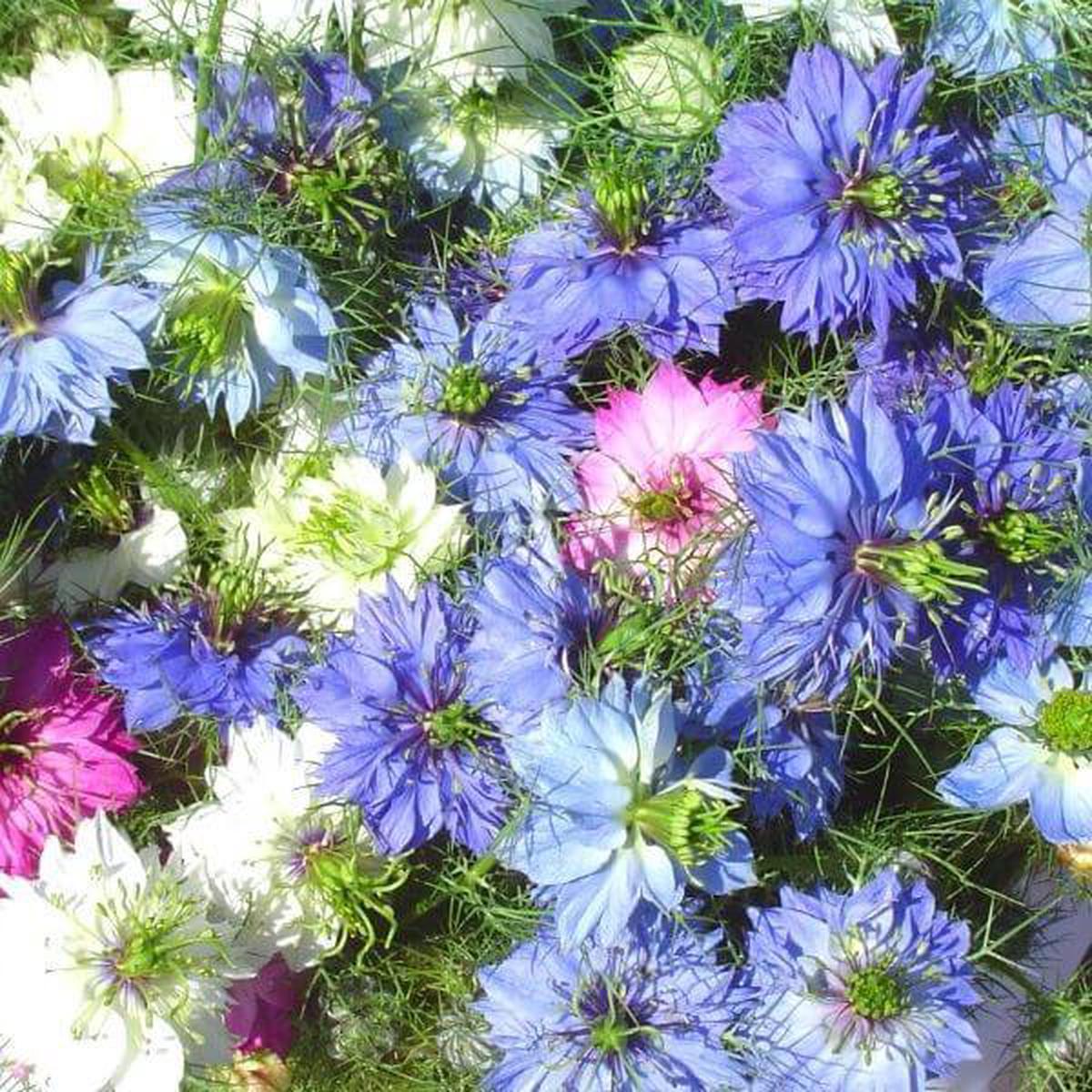 Love-in-a-Mist, Miss Jekyll Mix