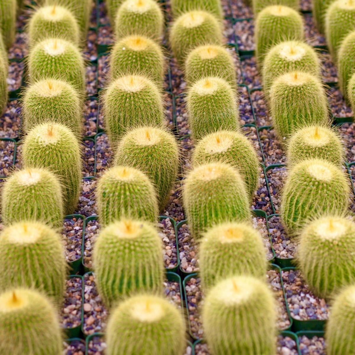 Parodia leninghausii SEEDS