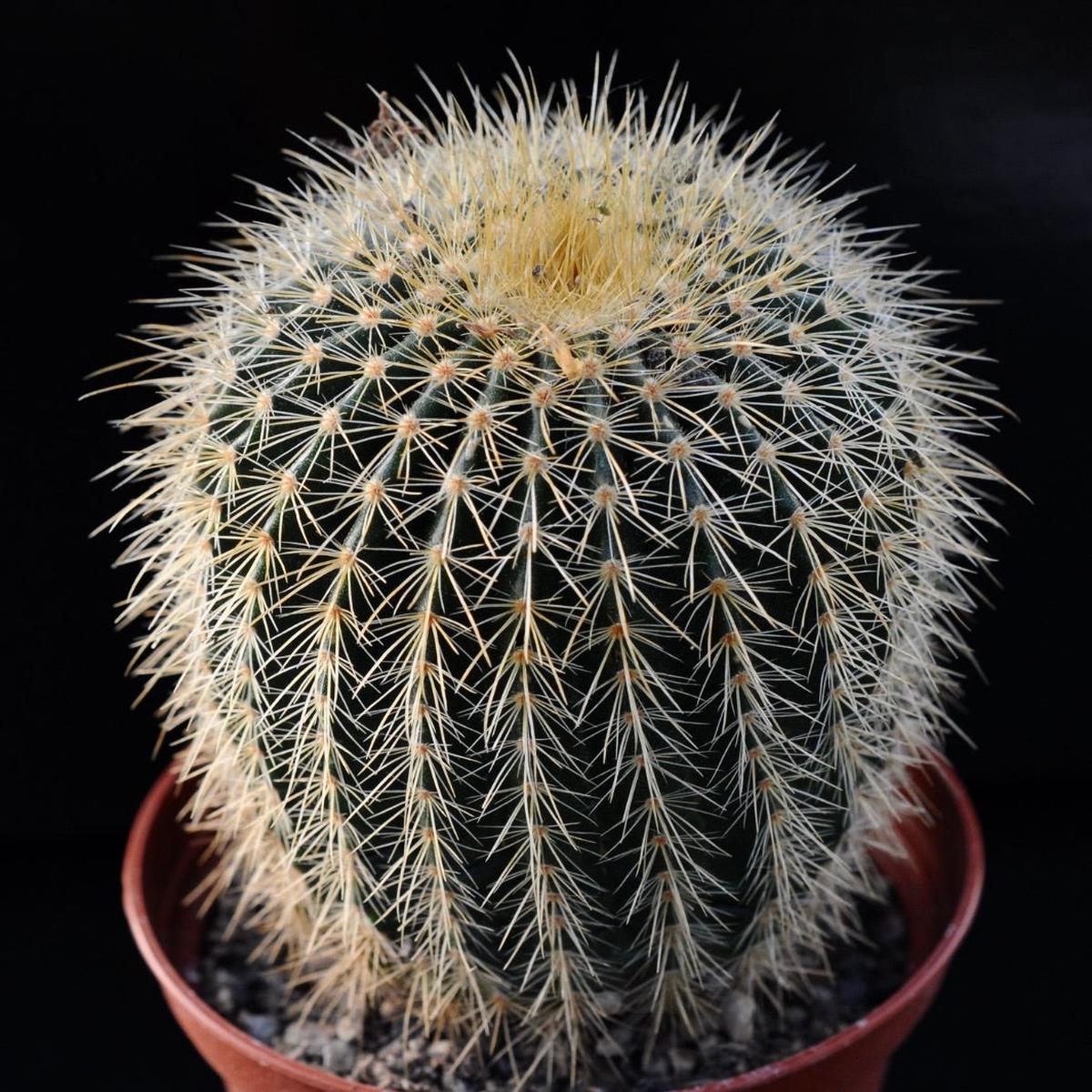 Parodia schumannianus var. brevispinus SEEDS