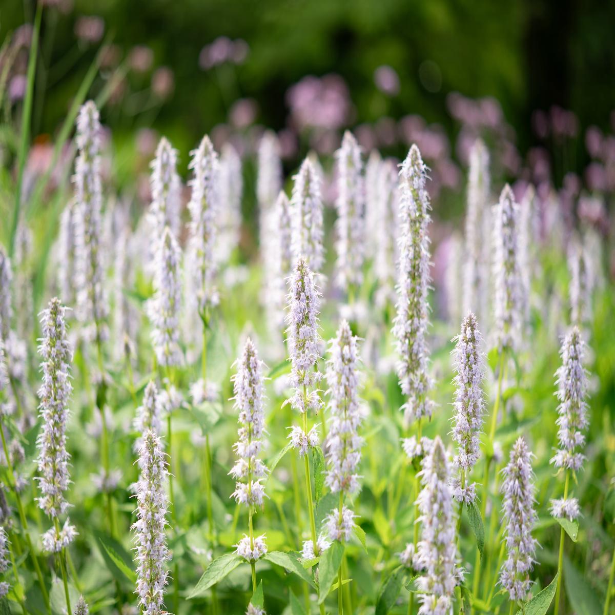 500 GIANT YELLOW HYSSOP Agastache Nepetoides Herb Flower Seeds