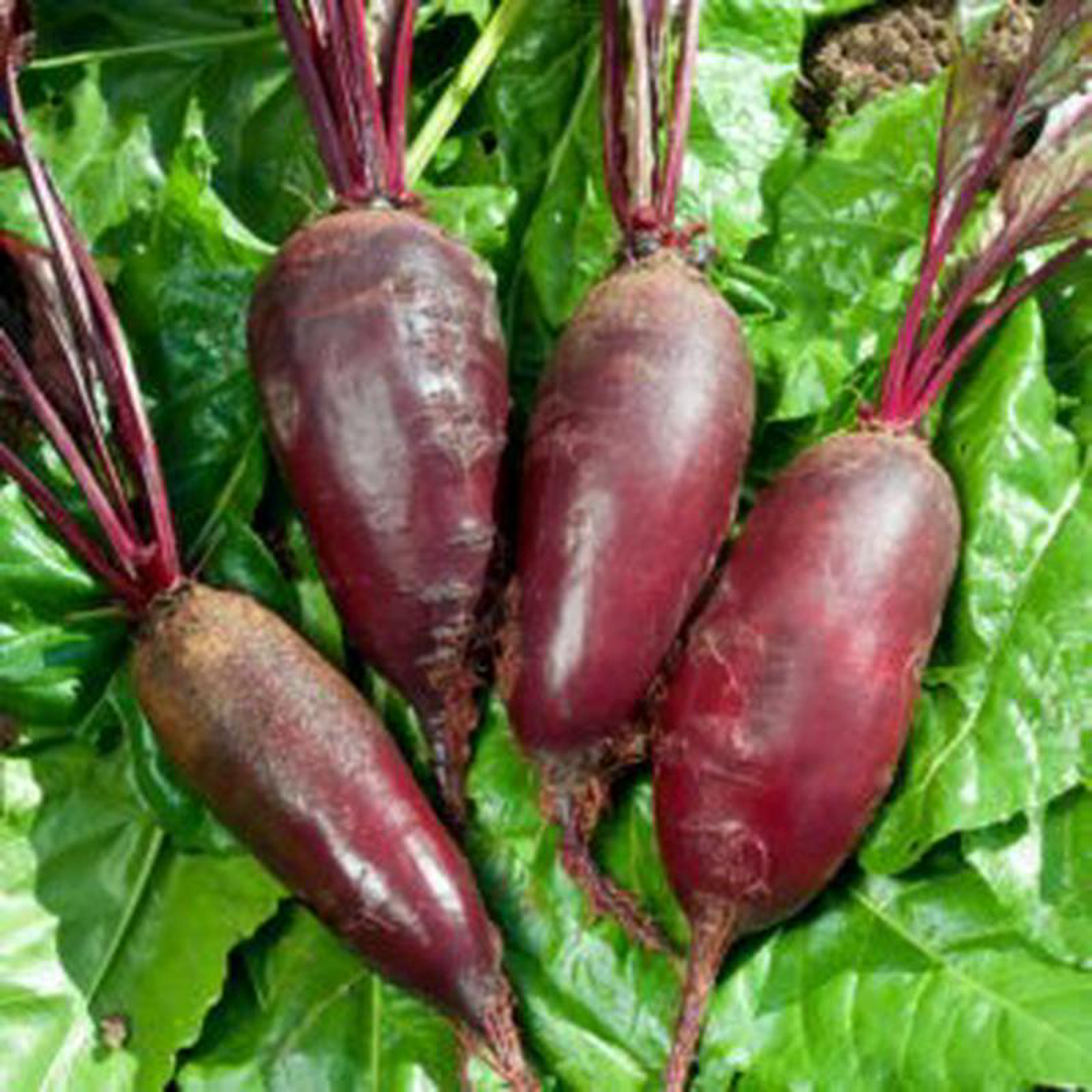 Beet Cylindra 8211 Ontario Seed Company