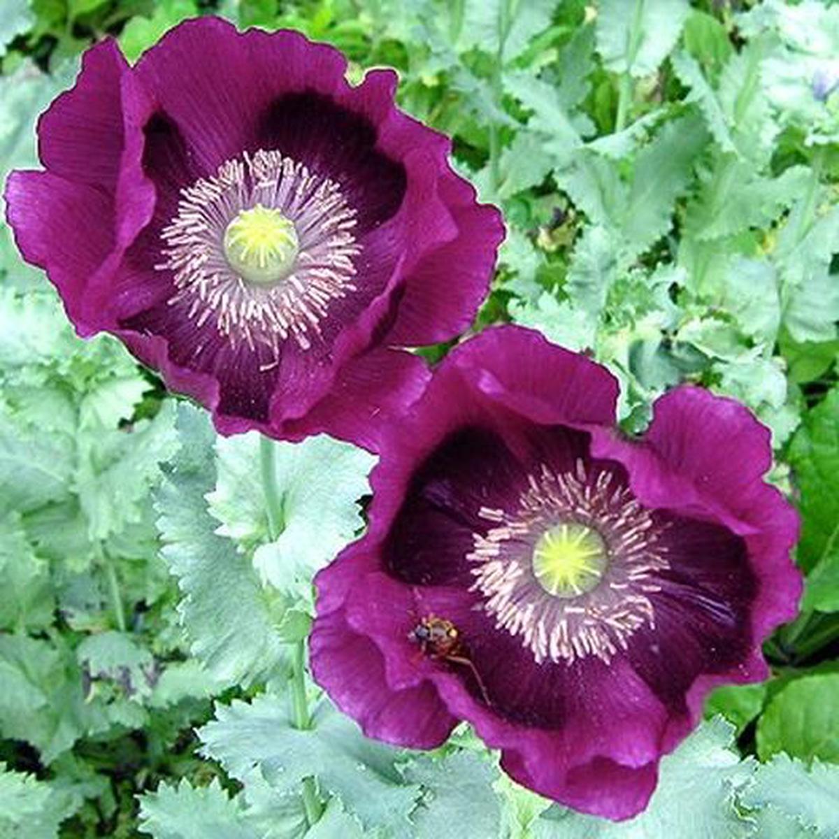 Laurens Grape Poppy
