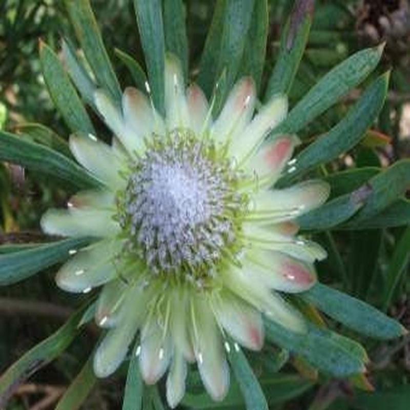 Protea Scolymocephala - Thistle Protea - 5 Seeds