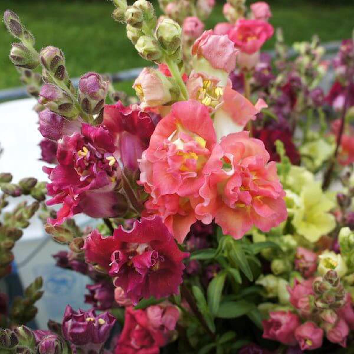 Snapdragon, Madame Butterfly Mix