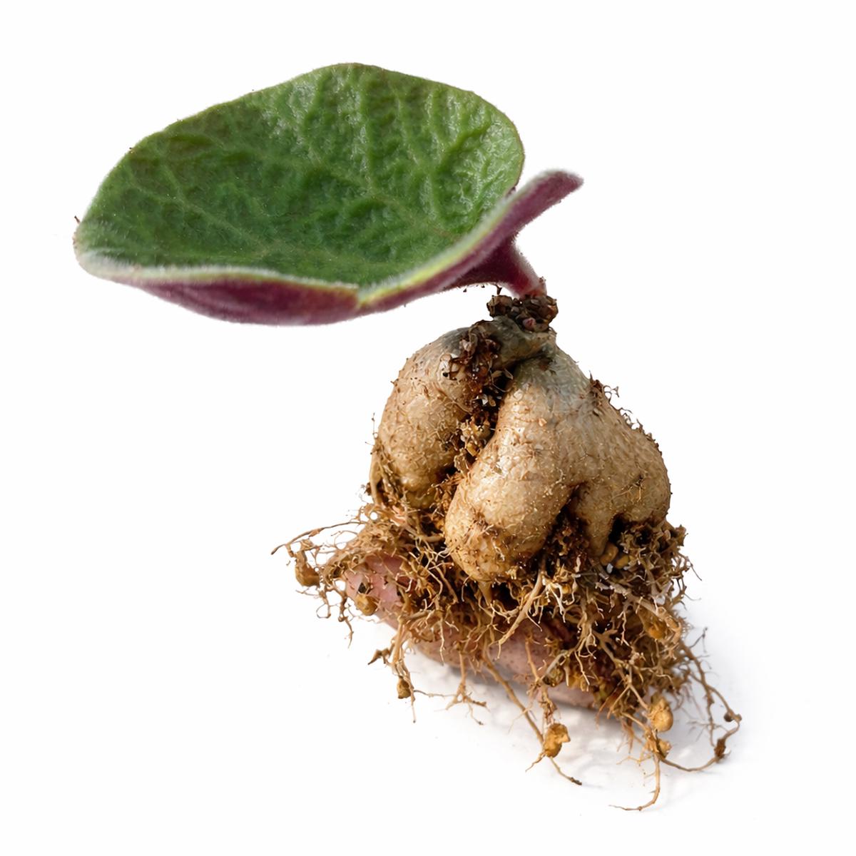 Tylecodon singularis SEEDS