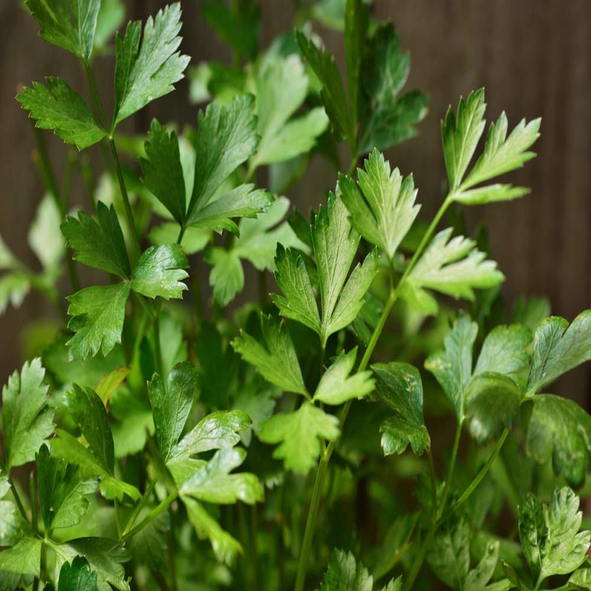 2,000 Italian Giant Parsley Seeds Non-GMO Heirloom, Culinary Herb,