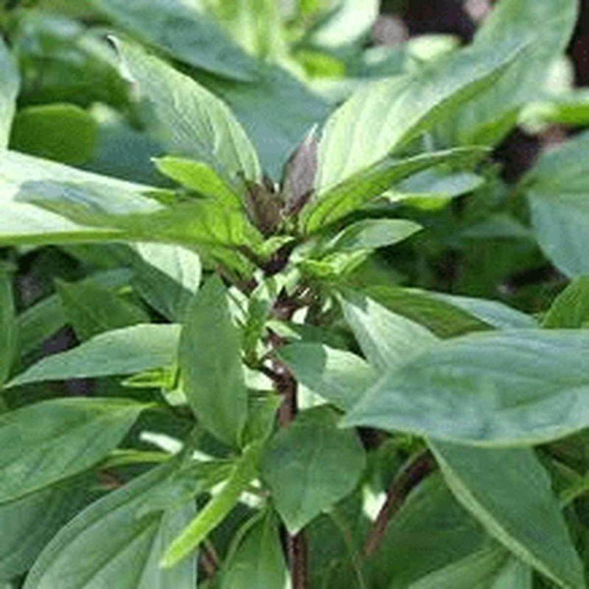Basil Siam Queen Thai 8211 Saanich Organics