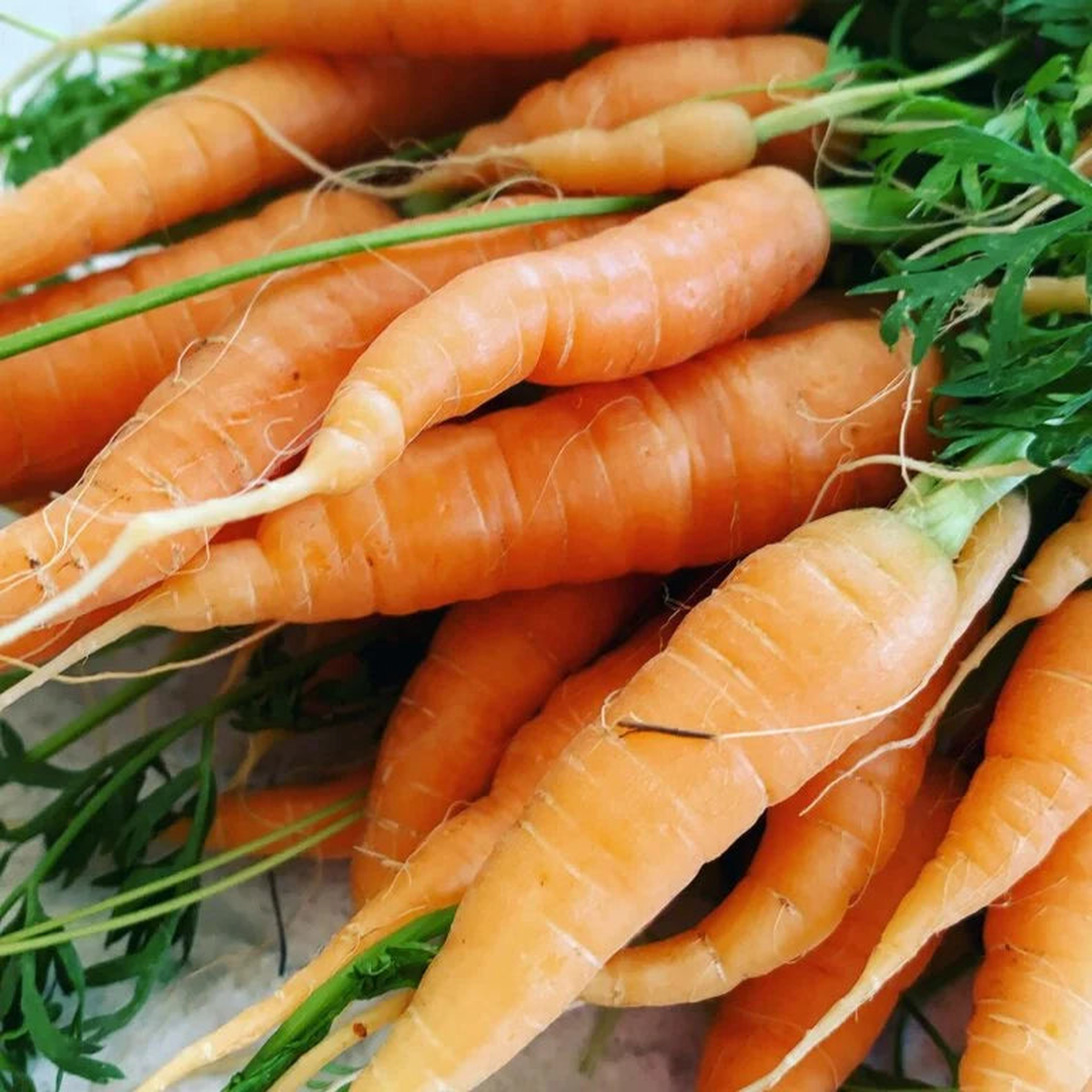 Carrots Danver Half-Long - Ontario Seed Company