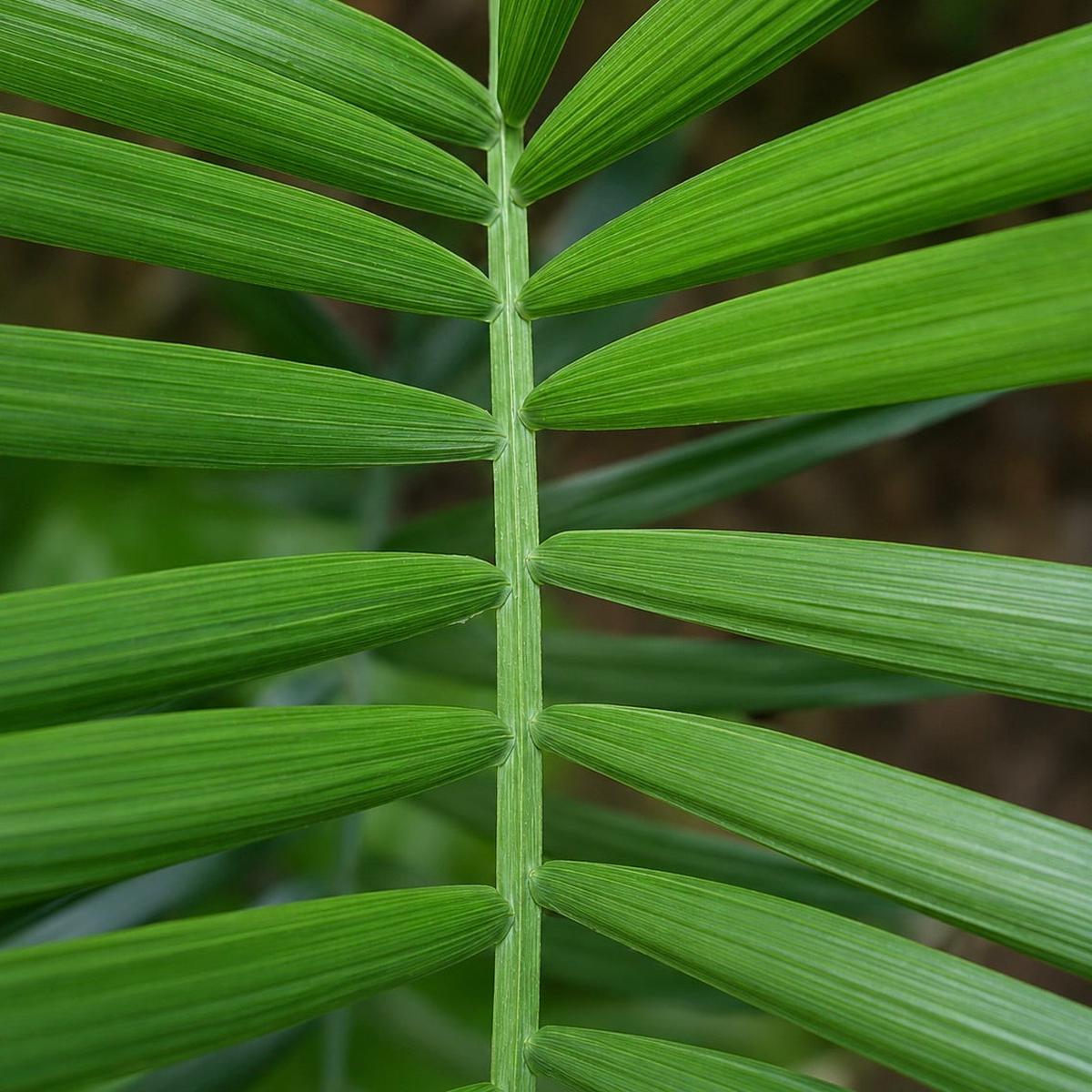 Chamaedorea radicalis SEEDS