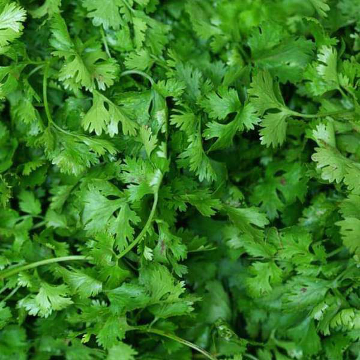 Coriander Shalimar Improved - Organic Vegetable Seeds - Default Title
