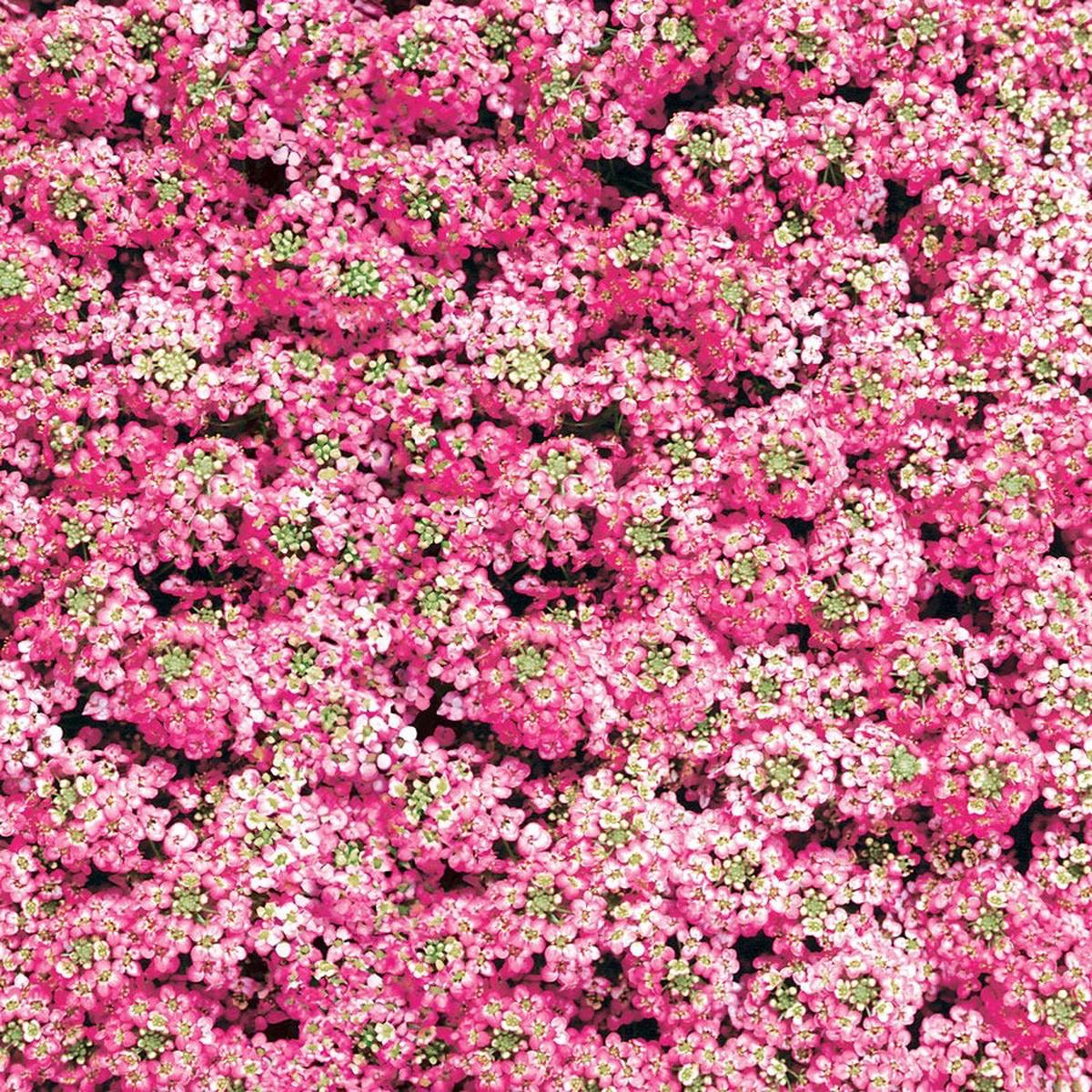 Easter Bonnet Deep Pink Sweet Alyssum Seeds