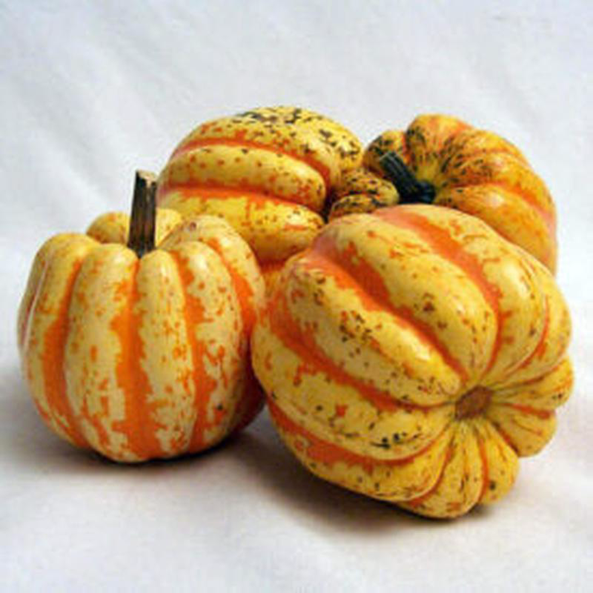 Squash Hybrid Celebration 8211 Ontario Seed Company