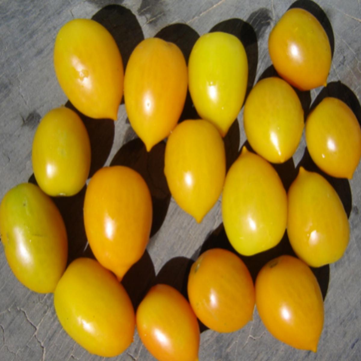 Yellow Bella Rosa Cherry Tomato - ORGANIC - Heirloom Vegetable - 20 Seeds
