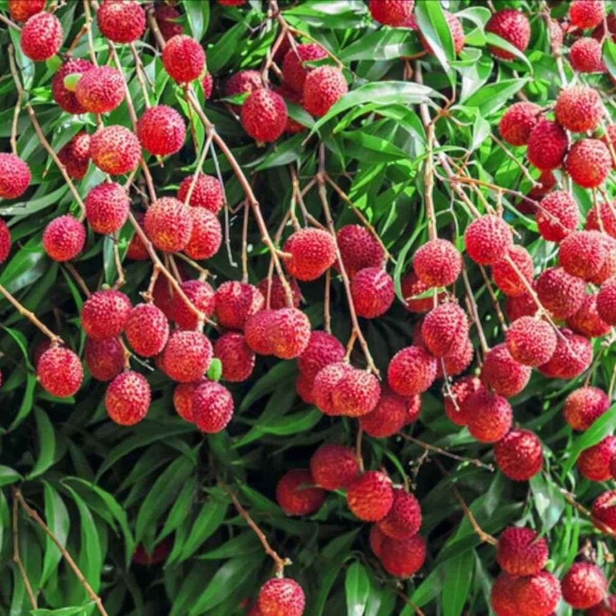10pcs Lychee Seeds Tropical Fruit Tree Heirloom & Non-GMO