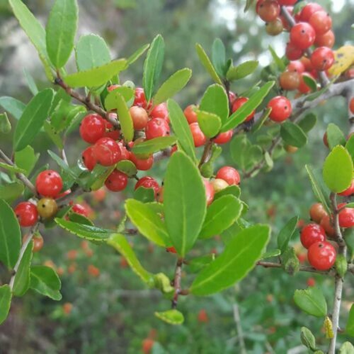 20 Yaupon Holly Seeds (Ilex vomitoria), Tea Shrub, Evergreen Hedge, Native Shrub, Edible Leaves, Bush, Tea Plant, Garden Starter