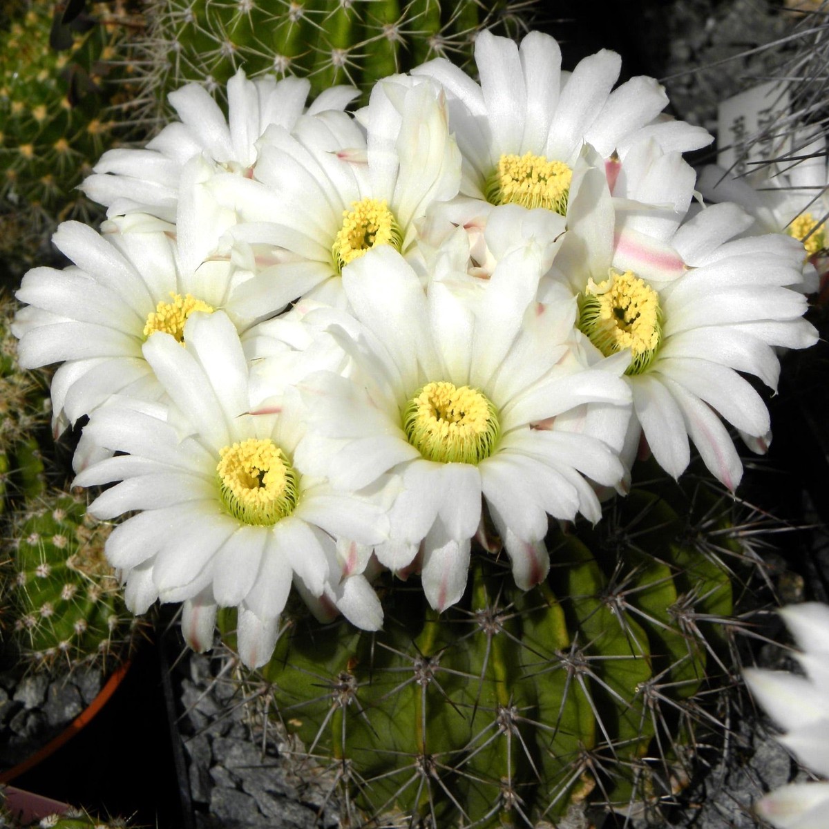 Acanthocalycium klimpelianum SEEDS