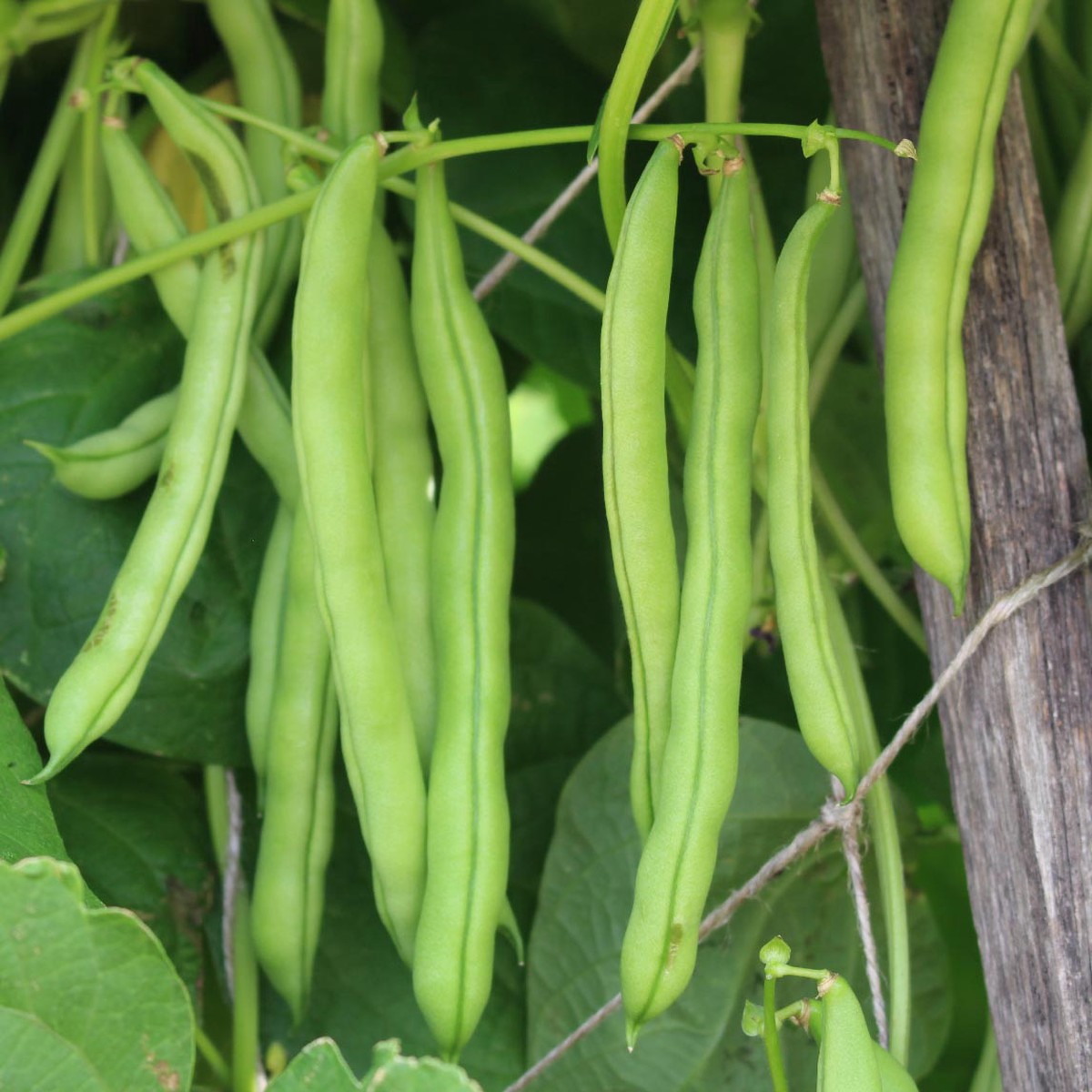 Bean 'Jembo Polish Pole'