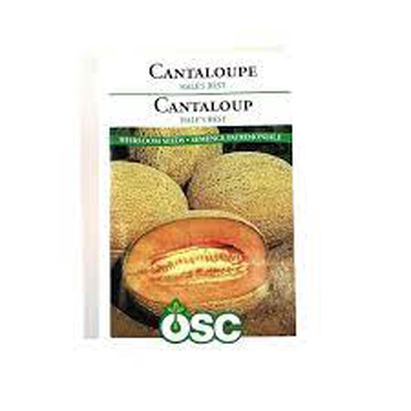 Cantaloupe Seed Packets - Hale's Best