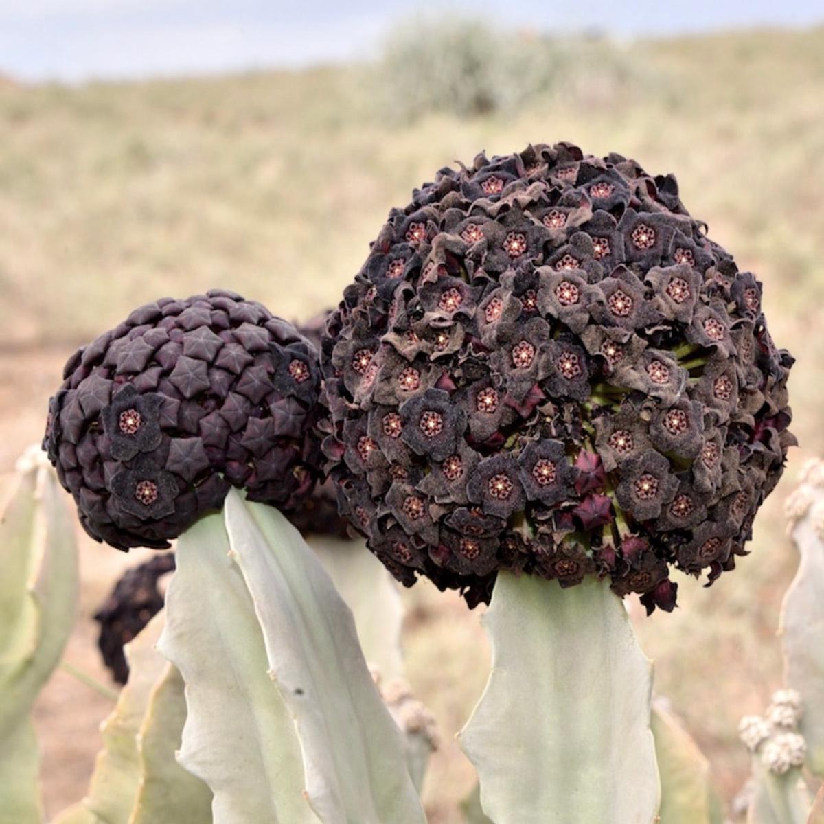 Caralluma acutangula SEEDS