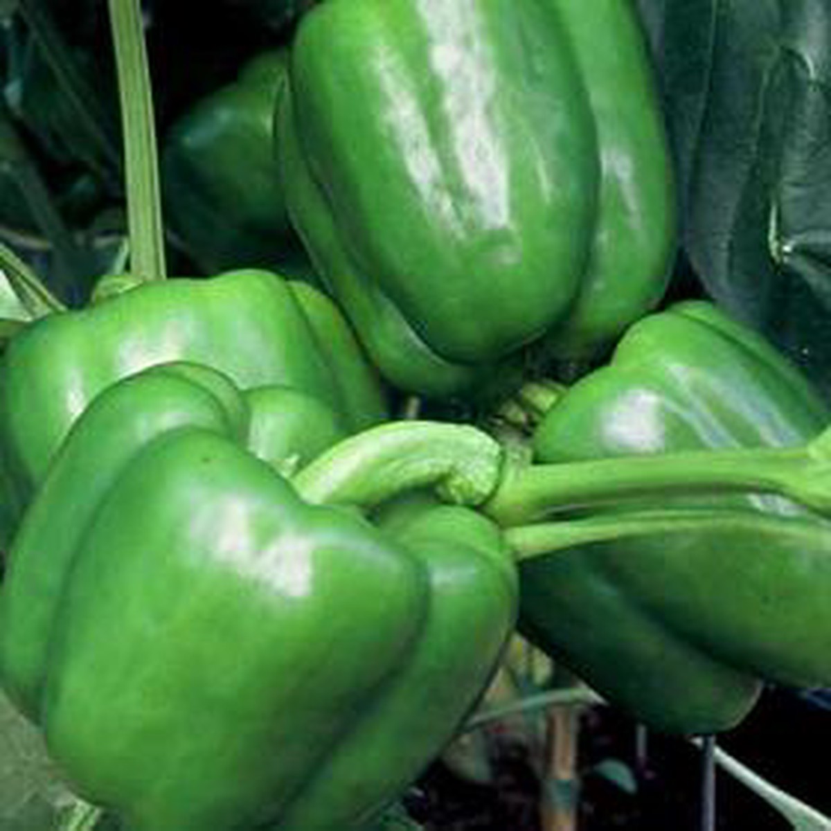 Colossal Sweet Bell Pepper - 10 Seeds - Huge Fruits