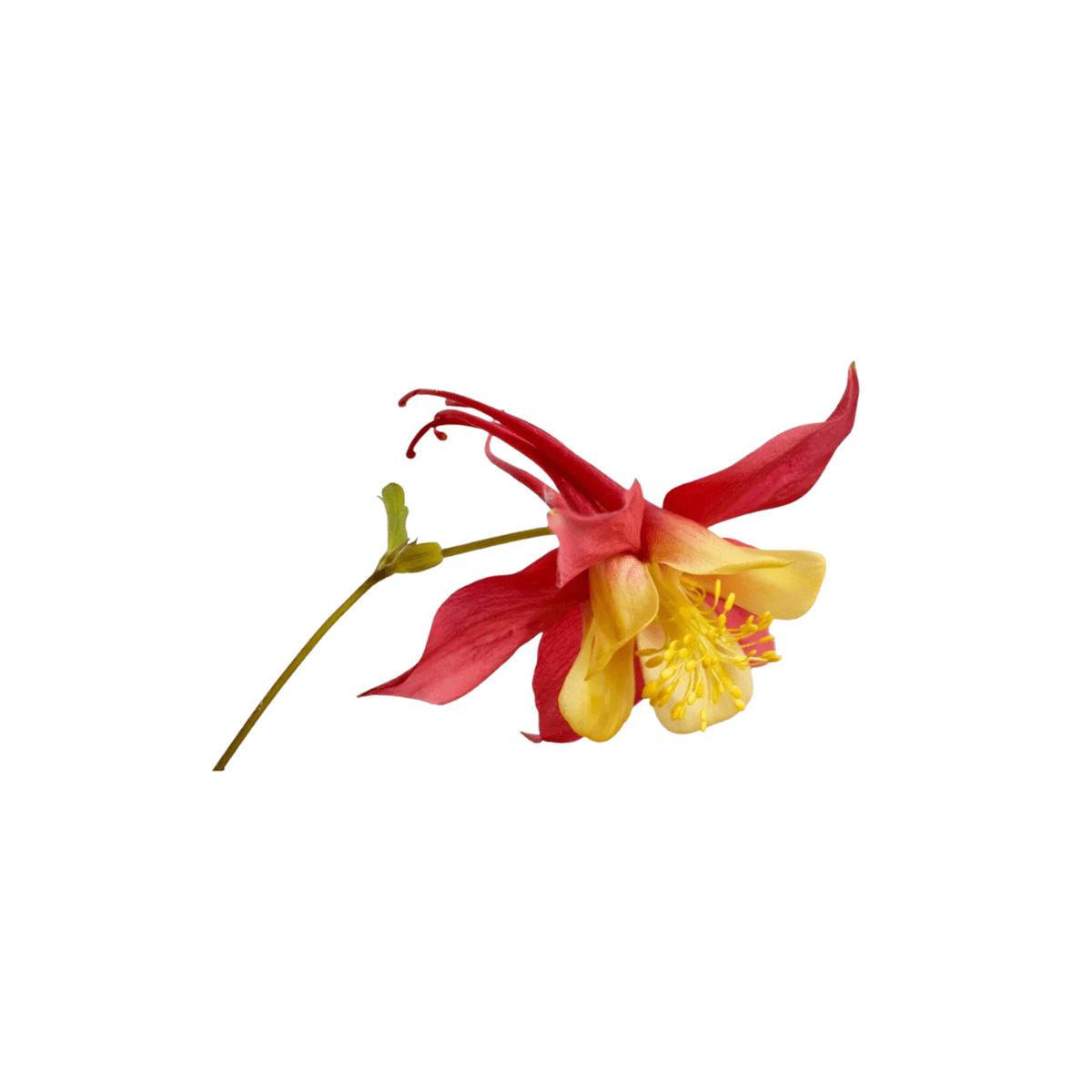 McKana Giants Columbine Seeds | OSC Seeds