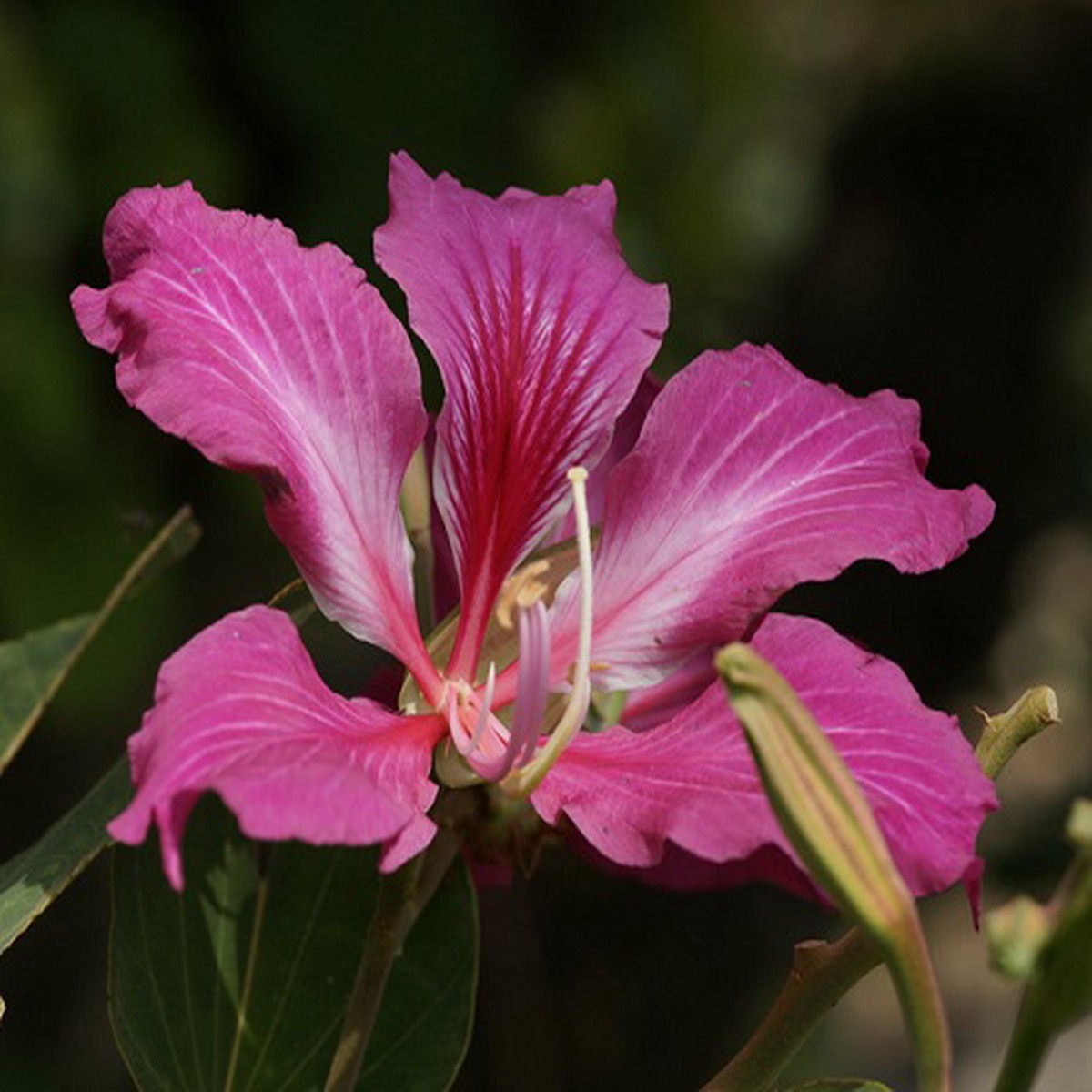 Purple Orchid Tree 10 Seeds -Bauhinia purpurea-Tropical