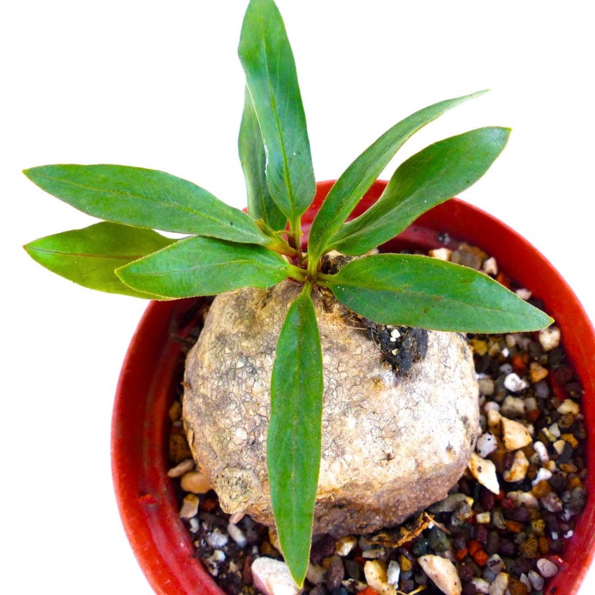 Raphionacme bingeri (Zambia) SEEDS