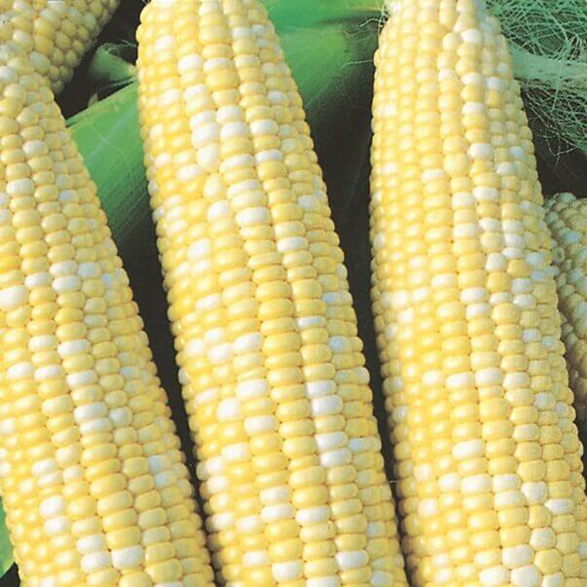 Sweet Corn Peaches And Cream Large - Ontario Seed Company
