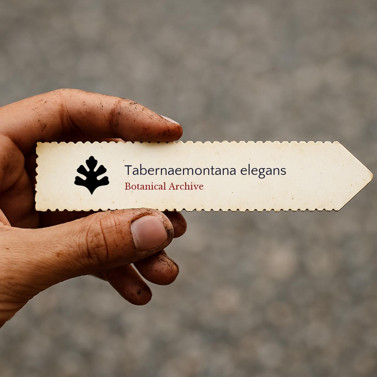 Tabernaemontana elegans SEEDS