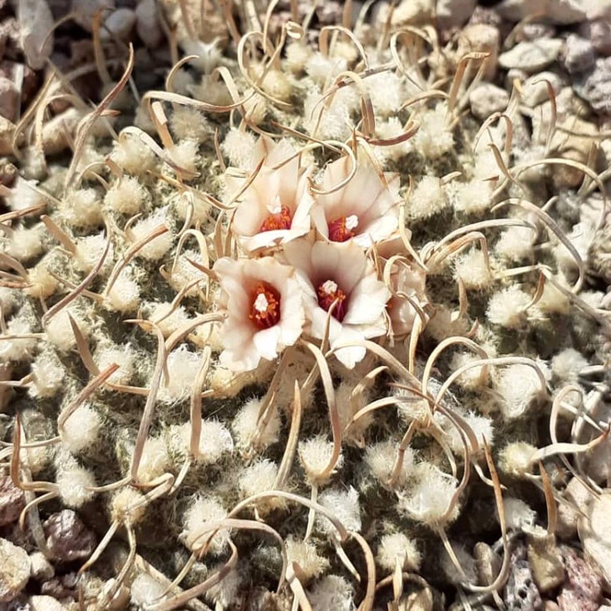 Turbinicarpus bonatzii SEEDS