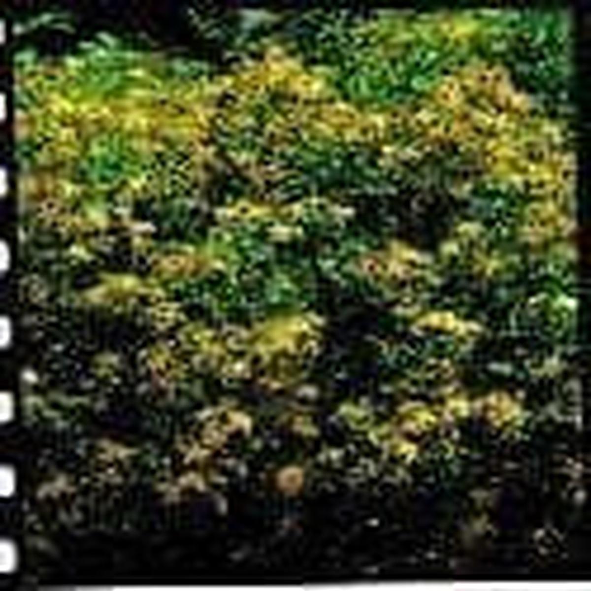 Wild Flower St John's Wort - Hypericum perforatum Seeds