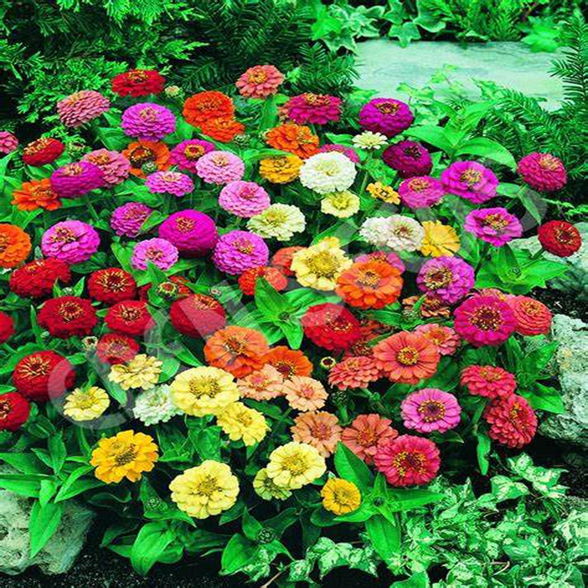 Zinnia Thumbelina - Pacific Northwest Seeds