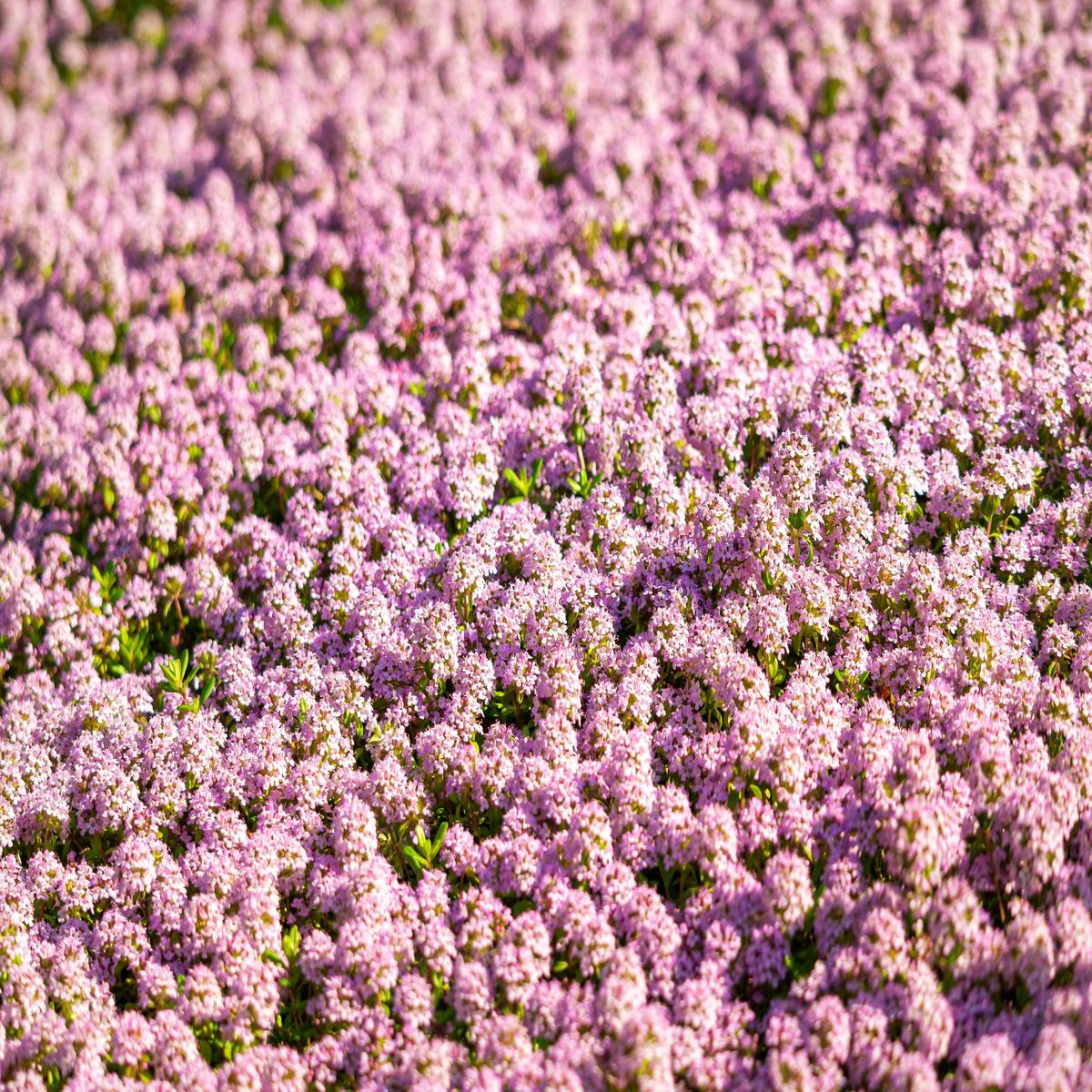 1000 Pink ALYSSUM ROSIE O DAY Lobularia Maritima Flower Seeds